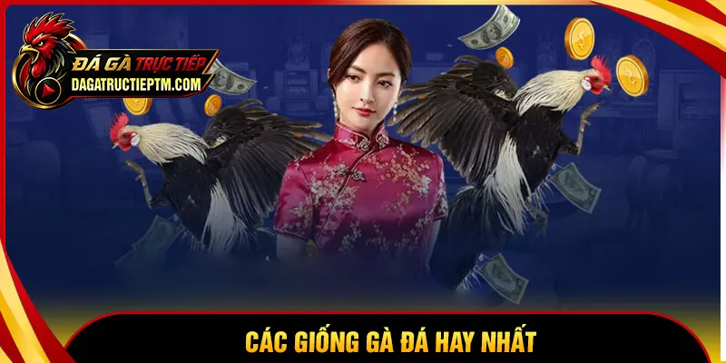 Các giống gà đá hay nhất hiện nay và cách lựa chọn chuẩn