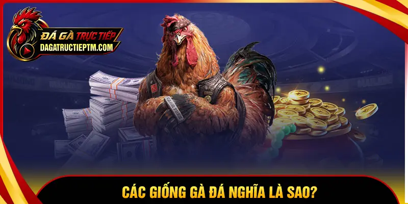 Các giống gà đá hay nhất là gì?