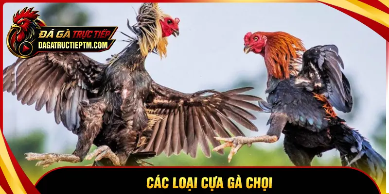 Các loại cựa gà chọi - Cách nhận biết phổ biến chi tiết