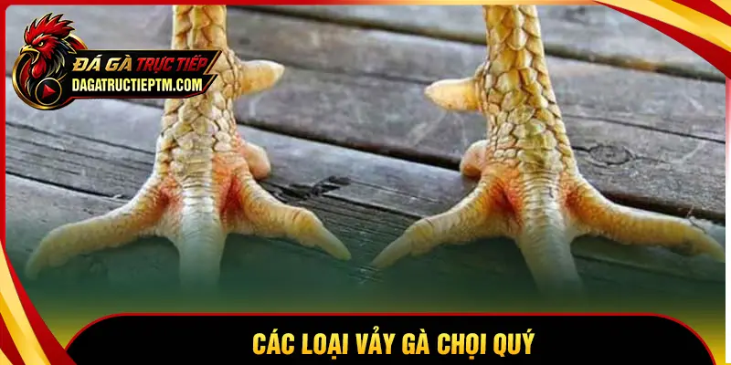 Các loại vảy gà chọi quý - Cách nhận biết chi tiết nên biết