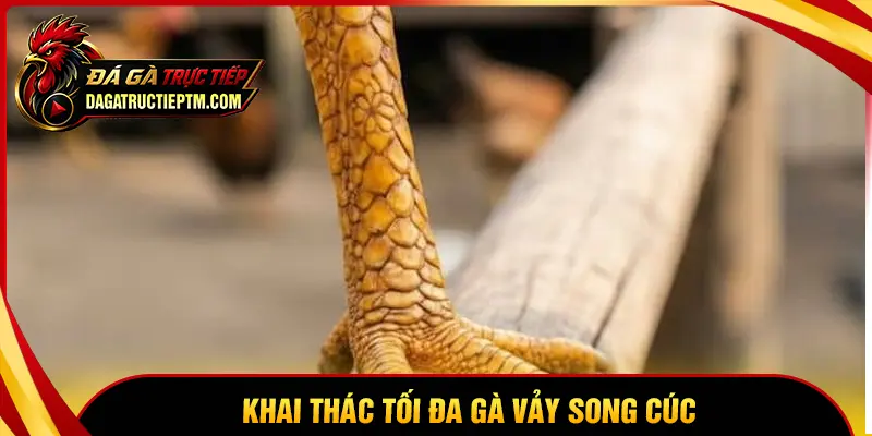 Cách khai thác tối đa tiềm năng của gà vảy Song Cúc