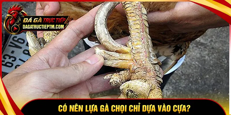 Có nên chọn gà chọi chỉ dựa vào cựa?