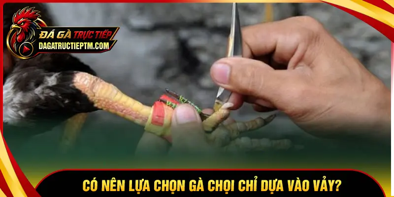 Có nên lựa chọn gà chọi chỉ dựa vào vảy?