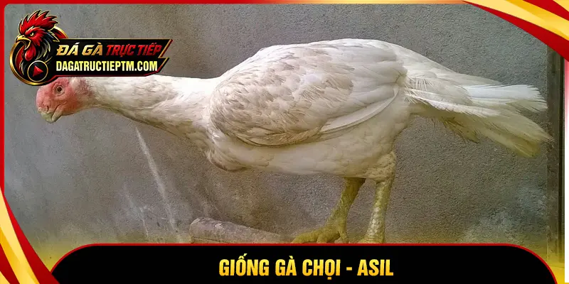 Có nên xuống tiền cho gà Asil? Phân tích khả năng thắng kèo cực cao