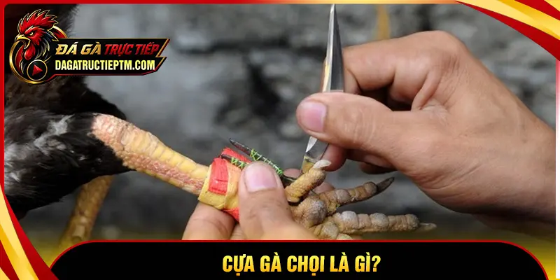 Cựa gà chọi là gì?