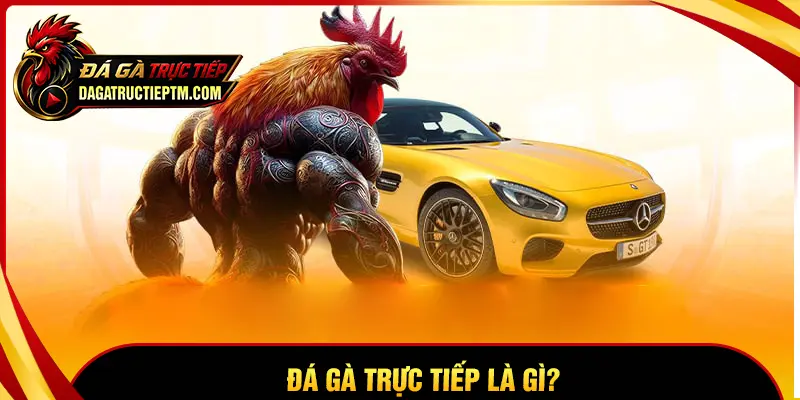 Đá gà trực tiếp là gì?