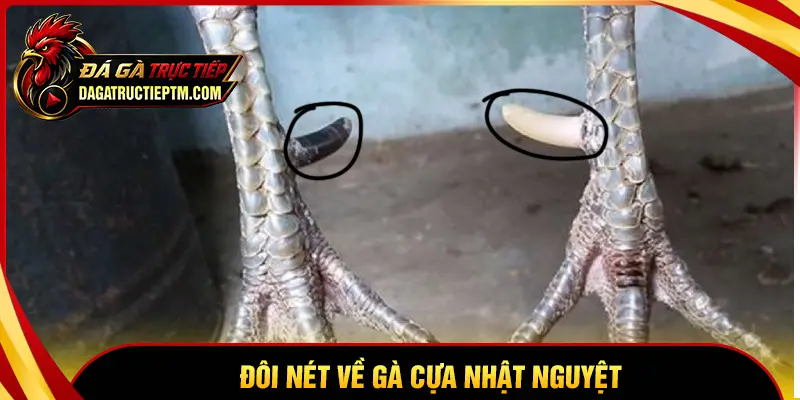 Đôi nét về gà cựa Nhật Nguyệt