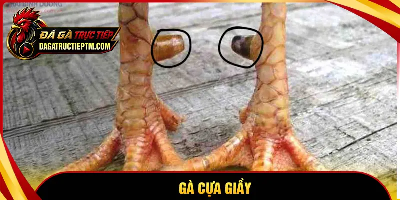 Gà cựa Giầy là gì? Đặc điểm và sức mạnh của chiến kê cựa dày