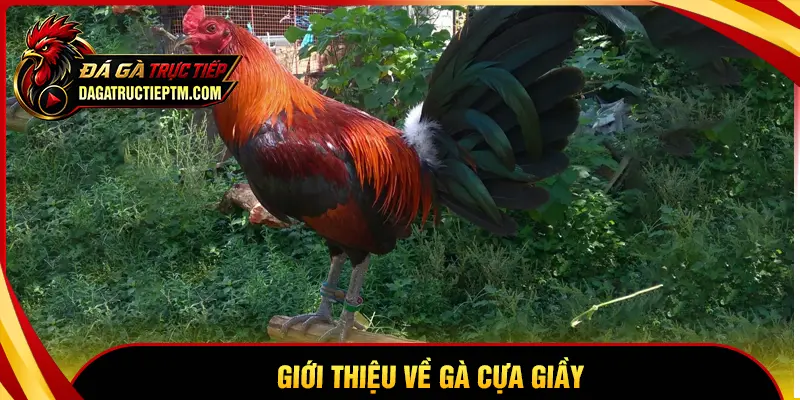 Gà cựa Giầy - Những cỗ máy nghiền trên sàn đấu