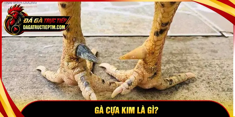 Gà cựa Kim là gà gì?