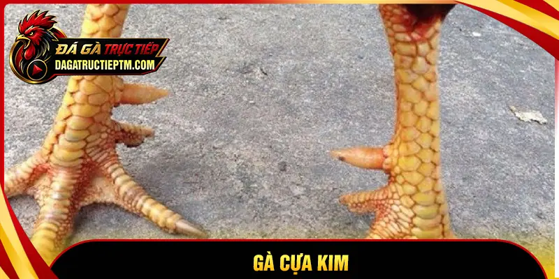 Gà cựa Kim là gì? Đặc điểm và sức mạnh của chiến kê cựa sắc