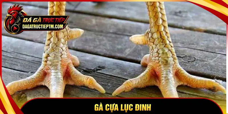 Gà cựa Lục Đinh là gì? Nhận biết và đánh giá chiến kê cựa hiếm