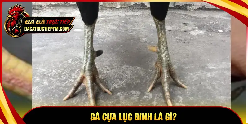 Gà cựa Lục Đinh là gì?