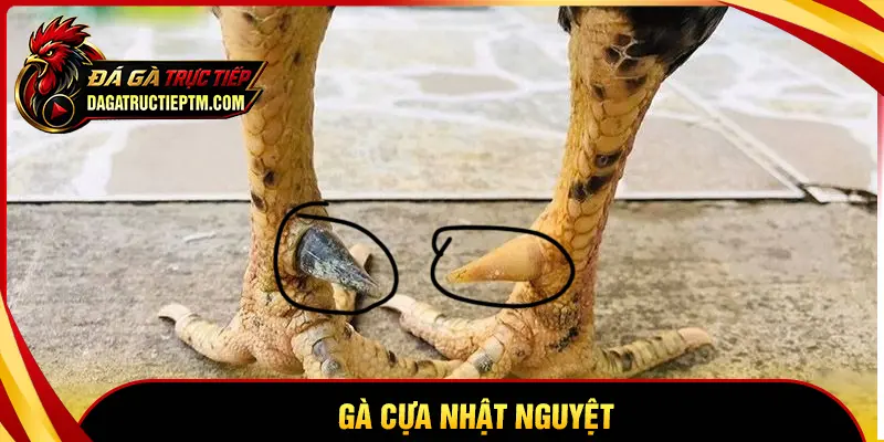 Gà cựa Nhật Nguyệt là gì? Khám phá chiến kê mang dấu ấn hiếm có