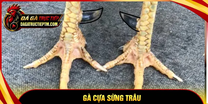Gà cựa Sừng Trâu là gì? Nhận diện chiến kê cựa cong độc đáo