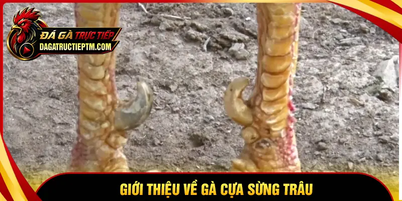 Gà cựa Sừng Trâu là gì?