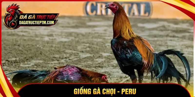 Gà Peru - Giống gà đá có sức chiến đấu siêu bền bỉ