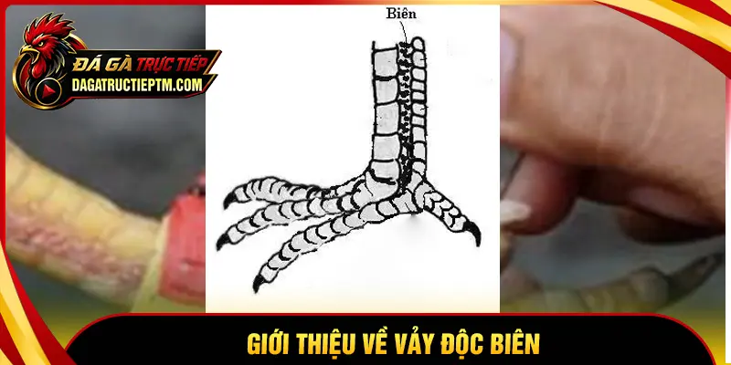 Giới thiệu đôi nét về vảy Độc Biên