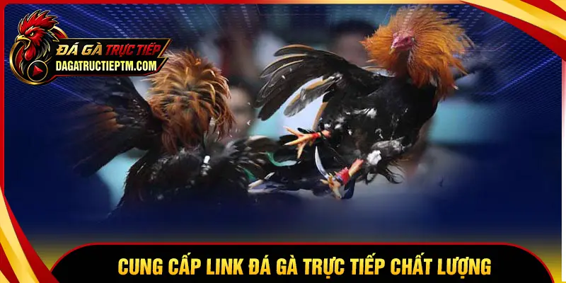 Hệ thống cung cấp link truy cập Đá gà trực tiếp an toàn