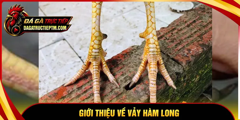 Khái niệm cơ bản về vảy Hàm Long