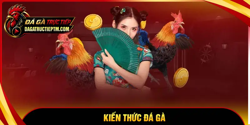 Kiến thức đá gà - Cẩm nang giải trí an toàn cho kê thủ