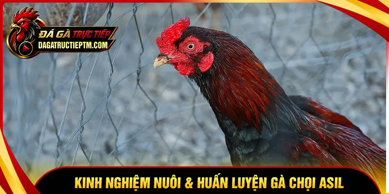 Kinh nghiệm nuôi dưỡng gà Asil dành cho sư kê