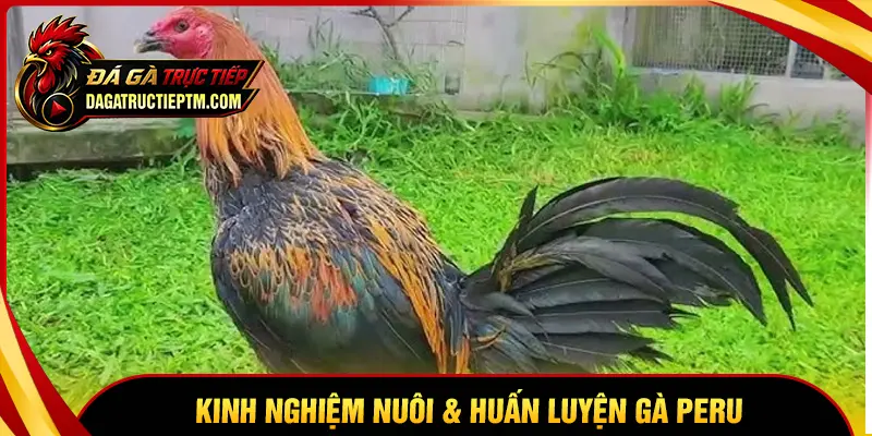 Kinh nghiệm nuôi và huấn luyện gà Peru đá bất bại