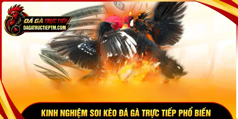 Kinh nghiệm soi kèo Đá gà trực tiếp Thomo C1 C2 C3
