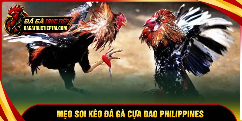Kinh nghiệm xem và soi kèo đá gà cựa dao Philippines