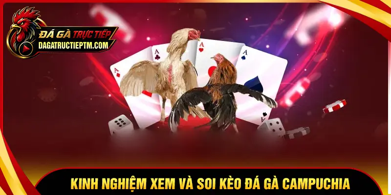 Kinh nghiệm xem và soi kèo đá gà cựa sắt Campuchia