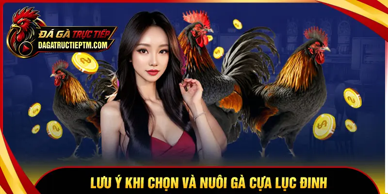 Lưu ý khi chọn và nuôi gà cựa Lục Đinh