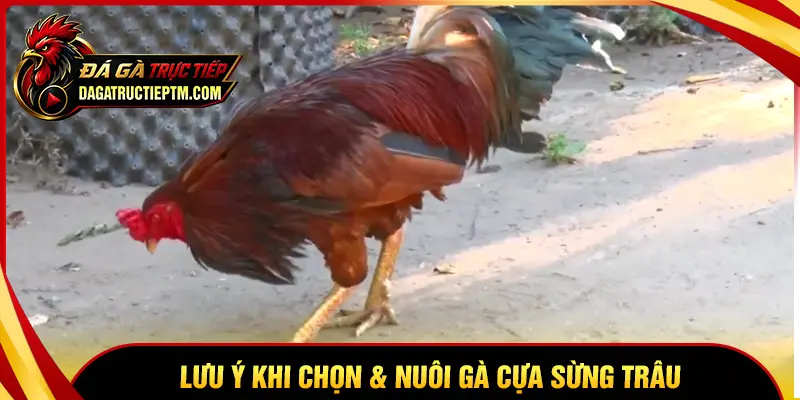 Lưu ý khi chọn và nuôi gà loại cựa Sừng Trâu