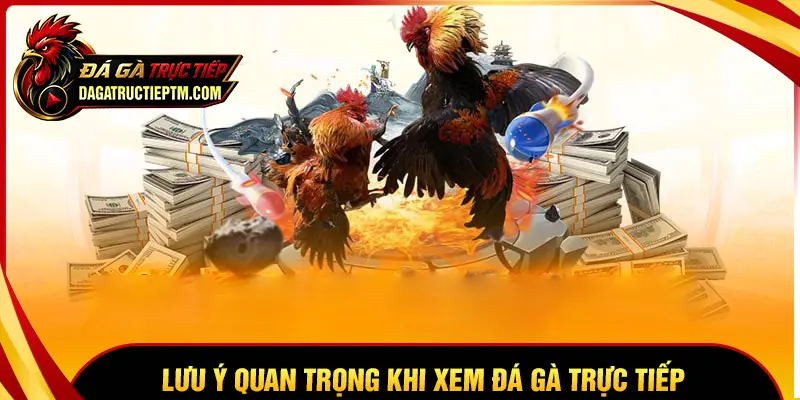 Lưu ý quan trọng khi xem Đá gà trực tiếp