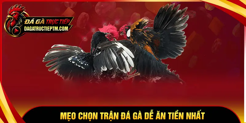 Mẹo chọn trận đá gà ăn tiền từ lịch thi đấu mỗi ngày