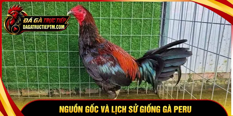Nguồn gốc và lịch sử phát triển của gà Peru