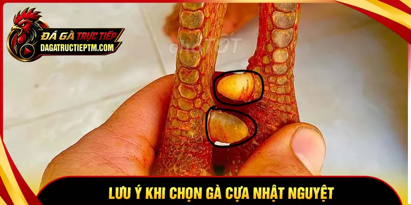 Những điều cần lưu tâm khi chọn và nuôi gà Nhật Nguyệt