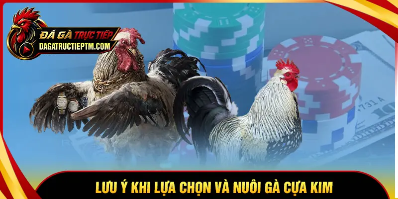 Những lưu ý cần biết khi chọn và nuôi gà cựa Kim