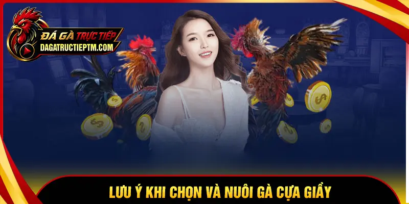 Những lưu ý khi chọn, khi nuôi gà cựa Giầy