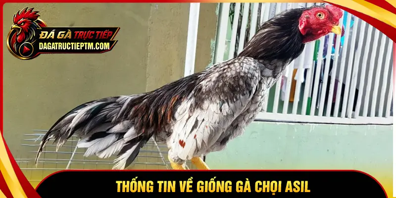 Sơ lược thông tin về giống gà Asil