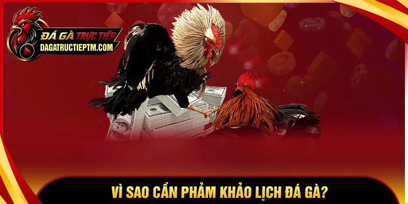 Tại sao cần quan tâm đến lịch đá gà trực tuyến?