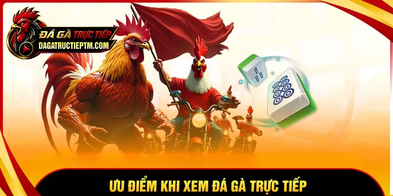 Tại sao Đá gà trực tiếp thu hút nhiều người xem?