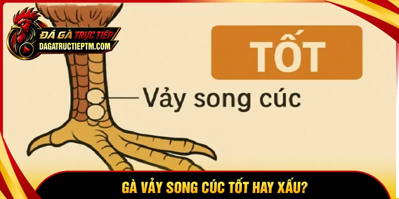 Tại sao vảy Song Cúc lại được săn đón đến vậy?