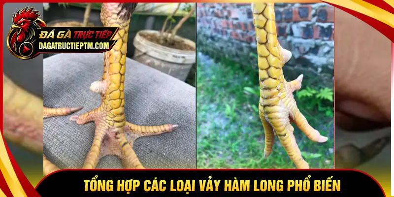 Tổng hợp các loại vảy Hàm Long phổ biến
