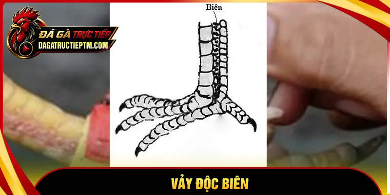 Vảy Độc Biên tốt hay xấu? Nhận diện & giải đáp chi tiết