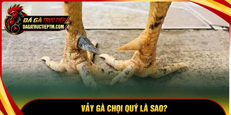 Vảy gà chọi quý là gì?