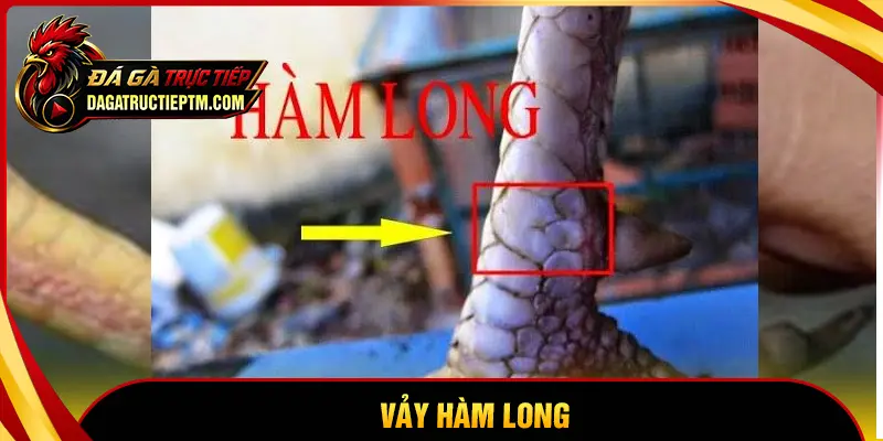 Vảy Hàm Long là gì? Bí thuật nhận biết chiến kê sát phạt đỉnh cao