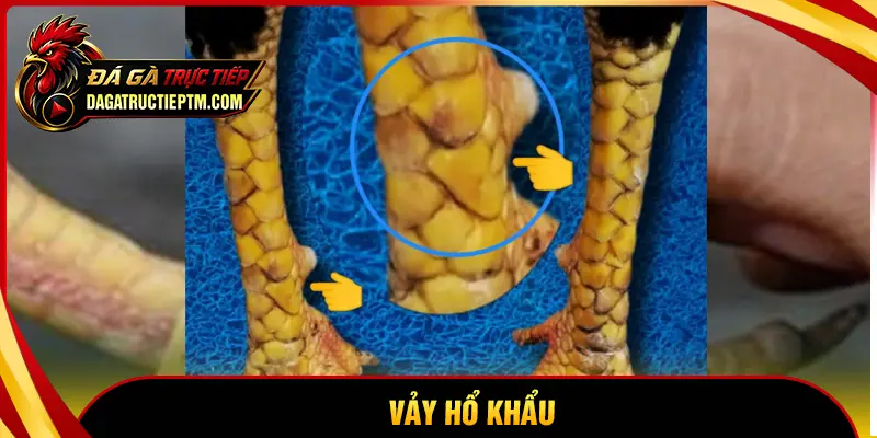 Vảy Hổ Khẩu là gì? Tuyệt kỹ nhận diện vảy gà quý hiếm