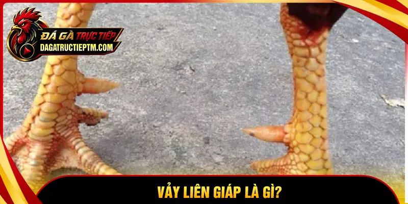 Vảy Liên Giáp là gì?