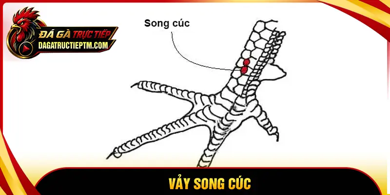 Vảy Song Cúc - Nhận biết & huấn luyện chiến kê hiệu quả
