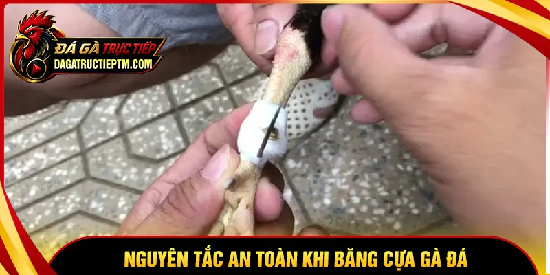 Các nguyên tắc an toàn khi băng cựa gà đá